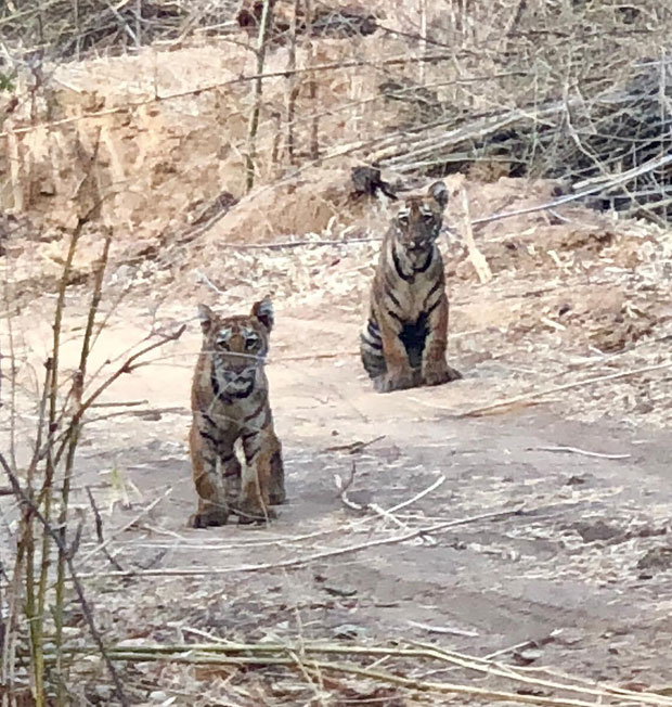 WOW! Raveena Tandon indulges in wildlife photography and here are the details of her first exhibition WOW! Raveena Tandon indulges in wildlife photography and here are the details of her first exhibition