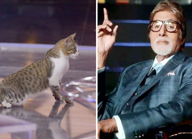 Cat gate-crashes Amitabh Bachchan's KBC sets, chills like a boss; see photo