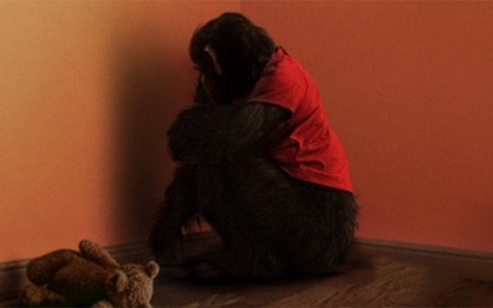 Movie Review: PRIMATE rests on an interesting premise and is peppered with nail-biting moments