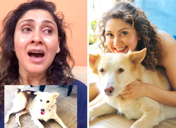 Manjari Fadnnis alleges pet dog Mikey was brutally killed; calls for stronger animal cruelty laws in emotional video